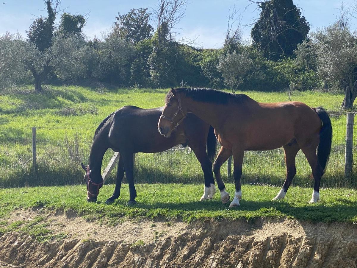 Tenuta Lisetta Monterotondo  Exteriér fotografie